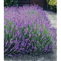 BALDUR Garten 3x Blauer Lavendel Duftlavendel, Pflanzen mit 9x9 cm-Topfballen, Lavandula intermedia 'Grosso' , Lavendel Provence, winterharte Staud...
