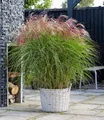 BALDUR Garten 1x Miscanthus Red Cloud®, Pflanze im 12 cm-Topf, Chinaschilf, Ziergras, winterhart bis -23 °C, winterharte mehrjährige Staude, pflegeleicht, blühend, Miscanthus sinensis