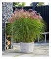 BALDUR Garten 1x Miscanthus Red Cloud®, Pflanze im 12 cm-Topf, Chinaschilf, Ziergras, winterhart bis -23 °C, winterharte mehrjährige Staude, pflegeleicht, blühend, Miscanthus sinensis