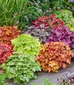 BALDUR Garten 5er Heuchera-Mix 'Farbenpracht', Pflanzen im 9x9 cm-Topf, leuchtstarke Blattschmuck-Stauden, bilden immergrüne Teppiche, winterhart, mehrjährig, pflegeleicht, ideal für Garten & Beet