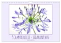Schmucklilie - Agapanthus (Wandkalender 2027 DIN A4 quer), CALVENDO Monatskalend