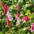 6 x Schneckenknöterich - Persicaria affinis 'Kabouter' | Topf 9cm x 9cm