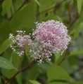 Säckelblume Perle Rose 40-60cm - Ceanothus pallidus