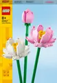 Lotusblumen