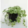 Gundelrebe Variegata - Glechoma hederacea