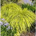 Japanisches Berggras All Gold - Hakonechloa macra