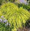 Japanisches Berggras All Gold - Hakonechloa macra - lebende Gartenpflanze aus den Baumschulen
