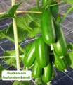 BALDUR Garten 4x Die kleine Gurkenfabrik® 'Cucko®', Pflanzen im 10,5 cm-Topf, produziert Gurken am laufenden Band, ideal für Balkon & Terrasse, perfekter Snack für zwischendurch