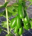 BALDUR Garten 4x Die kleine Gurkenfabrik® 'Cucko®', Pflanzen im 10,5 cm-Topf, produziert Gurken am laufenden Band, ideal für Balkon & Terrasse, perfekter Snack für zwischendurch