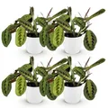 Green boutiQ - Zimmerpflanze - Maranta Fascinator Tricolour - Gebetsblatt - Haustierfreundliche Pflanze - Grün - 4 Pflanzen - mit Potter Weiß - Topf 12cm - Höhe 25cm