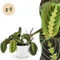 Zimmerpflanze - Maranta Fascinator Tricolour - 4x potter Weiß - ⌀12cm - ↕25cm