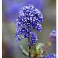 Säckelblume Blue Sapphire 30-40cm - Ceanothus impressus