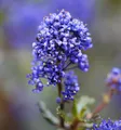 Säckelblume Blue Sapphire 30-40cm - Ceanothus impressus
