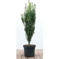 Ilex crenata 'Fastigiata' 60-80 cm