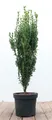 Ilex crenata 'Fastigiata', Japanische Stechpalme, immergrün, 60–80 cm