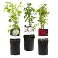 GreenboutiQ - Kletterrose - Rosa Tricolour - Blumen Rosa Weiß Rot - Geringer Pflegeaufwand - 3 Pflanzen - Topf 11cm Höhe 40cm