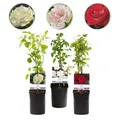 Kletterrose - Rosa Tricolour - Blumen Rosa Weiß Rot - Geringer Pflegeaufwand -