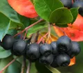 Schwarze Apfelbeere Aronia Nero Beerenstrauch schwarz-violette Früchte, Dehner