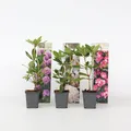 Plant in a Box - Rhododendren - 3 Stk - Rhododendron catawbiense - Höhe 25-40cm - Topf 9cm