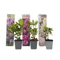 Rhododendren - 3 Stk - Rhododendron catawbiense - Höhe 25-40cm - ⌀9cm