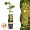Green boutiQ - Obstpflanze - Vitis vinifera Lakemont - Weintraubenpflanze - Winterhart - Goldgelbe Traube - 2 Pflanzen - Topf 15cm - Höhe 50cm