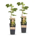 Green boutiQ - Obstpflanze - Vitis vinifera Lakemont - Weintraubenpflanze - Winterhart - Goldgelbe Traube - 2 Pflanzen - Topf 15cm - Höhe 50cm