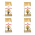 Royal Canin British Shorthair Adult | 4er Pack | 4 x 400 g | Alleinfuttermittel für British Shorthair Katzen | Speziell für Britisch Kurzhaar Katzen entwickelt | Ab dem 12. Monat