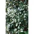 Osmanthus Heterophyllus Purpureus Duftblüte Immergrün 30–40 cm