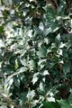 Osmanthus heterophyllus 'Purpureus', Duftblüte, immergrün, 30–40 cm