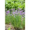 Allium schoenoprasum - Schnittlauch - 9cm Topf