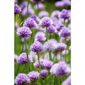 Allium schoenoprasum - Schnittlauch - 9cm Topf