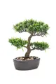 Kunstbonsai Bonsai Podocarpus Goya, 30cm Steineibe, artplants, Höhe 30.0 cm