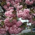 Hochstamm Japanische Nelkenkirsche Kanzan 100-125cm - Prunus serrulata