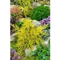 Juniperus Chinensis Goldstar Chinesischer Wacholder Goldgelb 15–20 cm