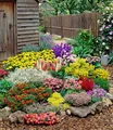 BALDUR Garten 24er Set Großer Staudengarten, Pflanzen im 7x7 cm-Topf, wunderschöne Blütenfülle, buntes Staudenbeet, winterhart & mehrjährig, bienenfreundlich, perfekt für Gartenbeete & Naturgärten