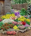 BALDUR Garten 24er Set Großer Staudengarten, Pflanzen im 7x7 cm-Topf, wunderschöne Blütenfülle, buntes Staudenbeet, winterhart & mehrjährig, bienenfreundlich, perfekt für Gartenbeete & Naturgärten