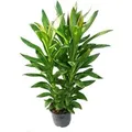Exotenherz Cordyline Fruticosa Keulenlilie Grün im 19cm Topf
