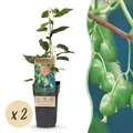 Green boutiQ - Obstpflanze - Actinidia arguta Issai - Kiwi-Pflanze - Selbstbestäubend - Grüne Frucht - 2 Pflanzen - Topf 15cm - Höhe 50cm