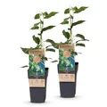 Green boutiQ - Obstpflanze - Actinidia arguta Issai - Kiwi-Pflanze - Selbstbestäubend - Grüne Frucht - 2 Pflanzen - Topf 15cm - Höhe 50cm