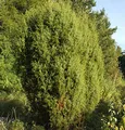 Gemeiner Wacholder 40-60cm - Juniperus communis - lebende Gartenpflanze aus den Baumschulen