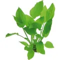 Dennerle Plants Aquariumpflanze Echinodorus Argentinensis