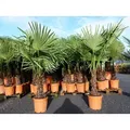 XXL Palme winterhart 140 - 160 cm Trachycarpus fortunei, Hanfpalme,