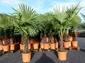 gruenwaren jakubik XXL Palme winterhart 140-160 cm Trachycarpus fortunei, Hanfpalme, Top-Qualität