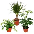 Exotenherz Zimmerpflanzen Set mit 3 Pflanzen Typ 2 9cm