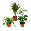 Exotenherz - Zimmerpflanzen Set mit 3 Pflanzen - Typ 2 - 9cm Topf