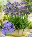 BALDUR Garten 1x Zwerg-Agapanthus 'Fairy Blue®', Knolle in Größe I, intensive blau-violette Blüten, niedrige kompakte Wuchsform, mehrjährig, winterhart & pflegeleicht