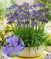 BALDUR Garten Zwerg-Agapanthus 'Fairy Blue®', 1 Knolle