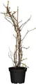 Pflanzen für Dich Gehölze Hydrangea petiolaris, 1 St., Kletterhortensie