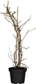 Hydrangea petiolaris, Kletterhortensie, 40–60 cm