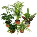 Exotenherz Großes Zimmerpflanzen Set mit 5 Pflanzen 9cm